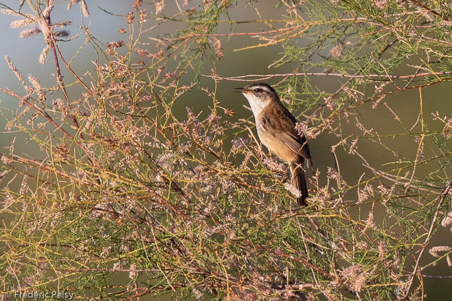 Moustached Warbler