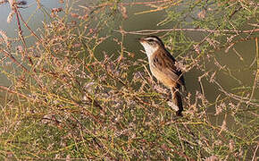 Moustached Warbler