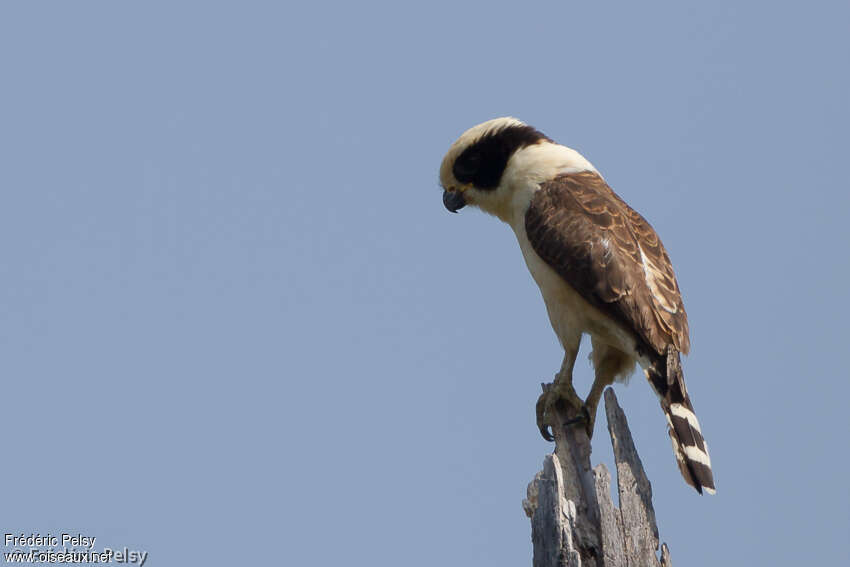 Laughing Falconimmature, identification