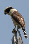 Laughing Falcon