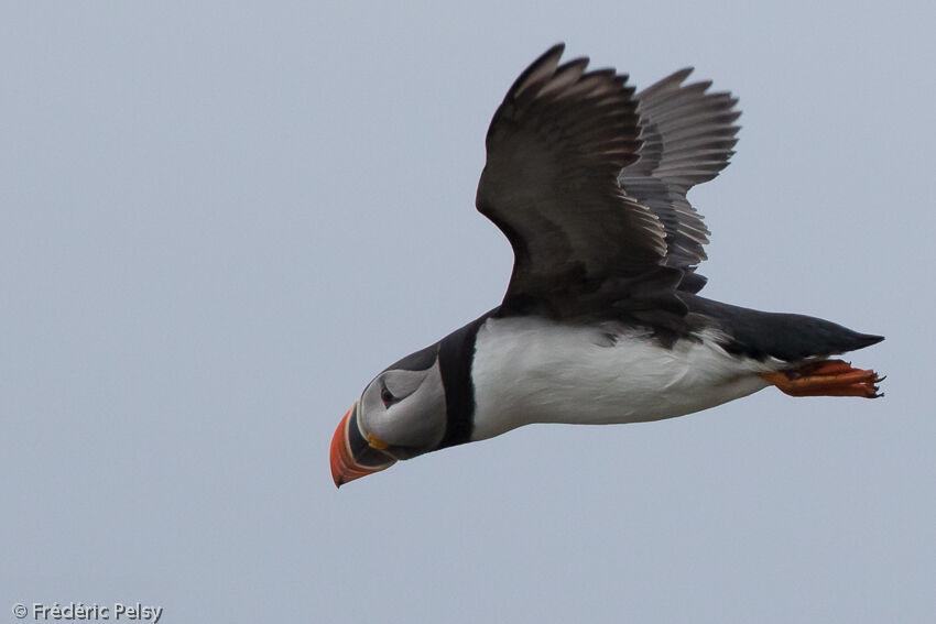 Atlantic Puffinadult