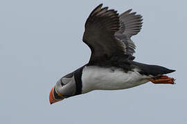 Atlantic Puffin