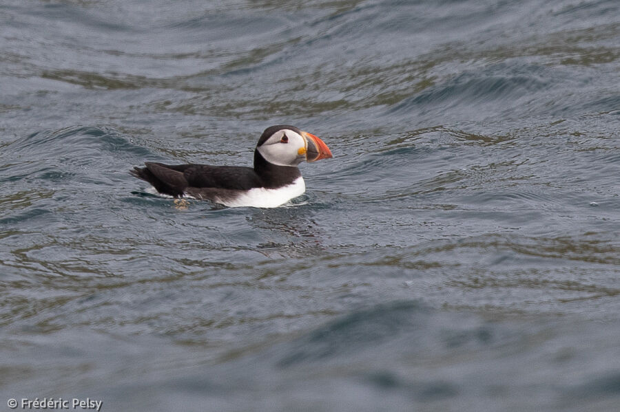 Atlantic Puffinadult