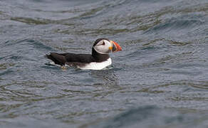 Atlantic Puffin