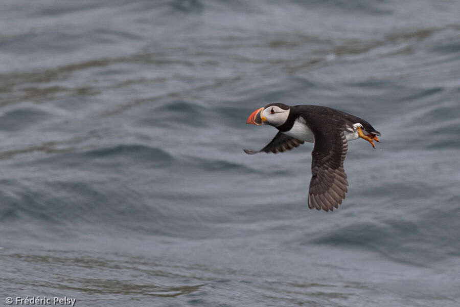 Atlantic Puffinadult, Flight