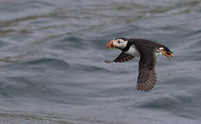 Atlantic Puffin