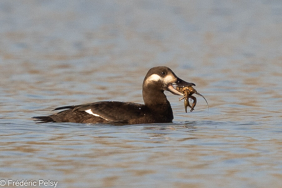 Velvet Scoter