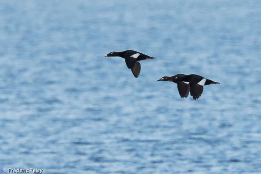 Stejneger's Scoteradult breeding, pigmentation, Flight