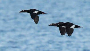 Stejneger's Scoter