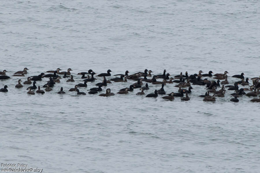 Common Scoter, swimming, Behaviour