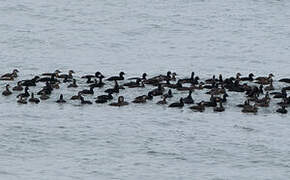 Common Scoter