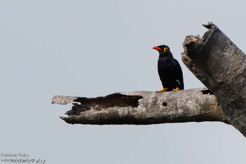 Mainate religieuxadulte, habitat