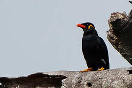 Common Hill Myna