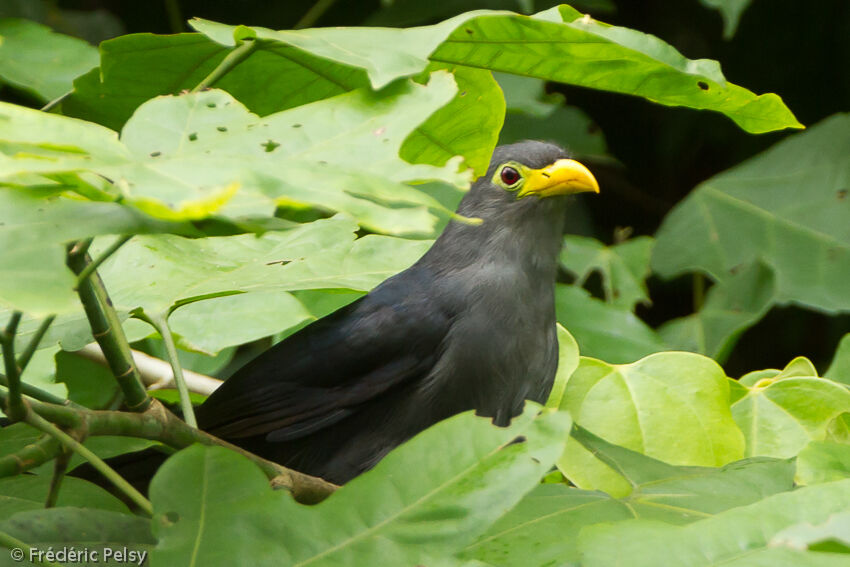 Blue Malkohaadult