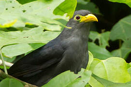 Blue Malkoha