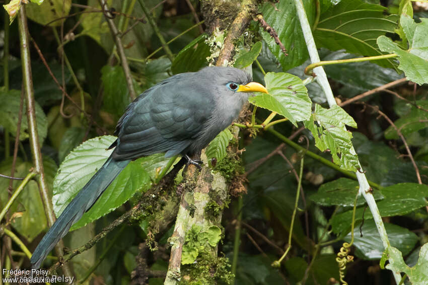 Malcoha à bec jaune, identification