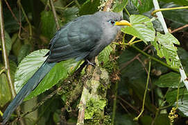 Blue Malkoha