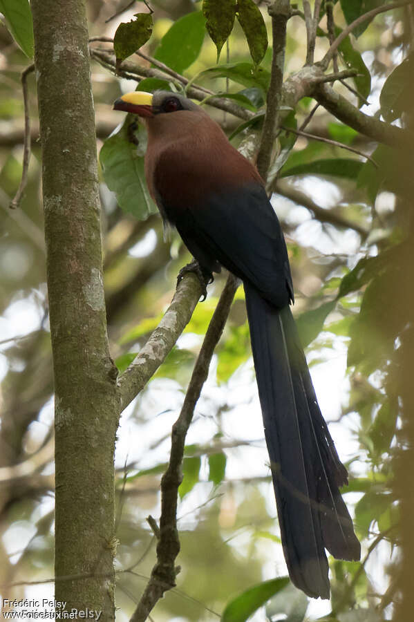 Yellow-billed Malkoha