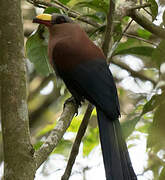 Yellow-billed Malkoha