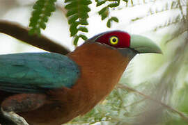 Chestnut-breasted Malkoha