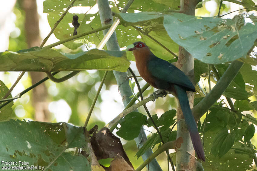 Chestnut-breasted Malkohaadult, identification