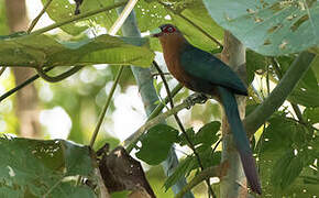 Chestnut-breasted Malkoha