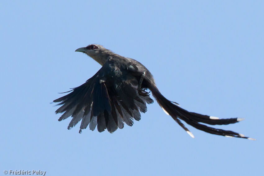 Green-billed Malkohaadult, Flight