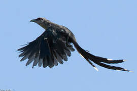 Green-billed Malkoha