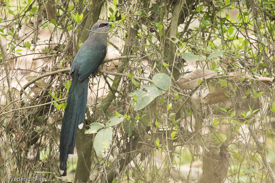 Green-billed Malkoha