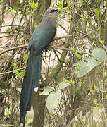 Green-billed Malkoha