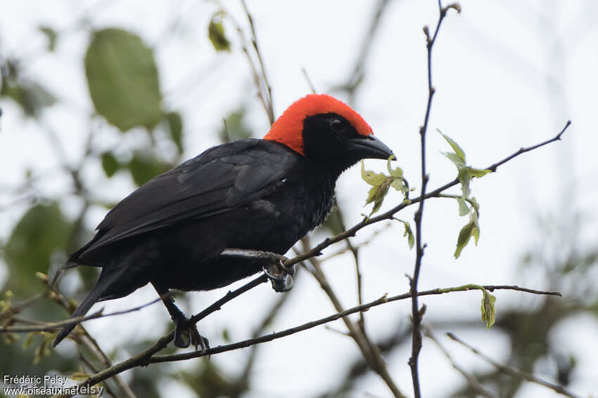 Red-headed Malimbeadult, identification