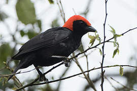 Red-headed Malimbe