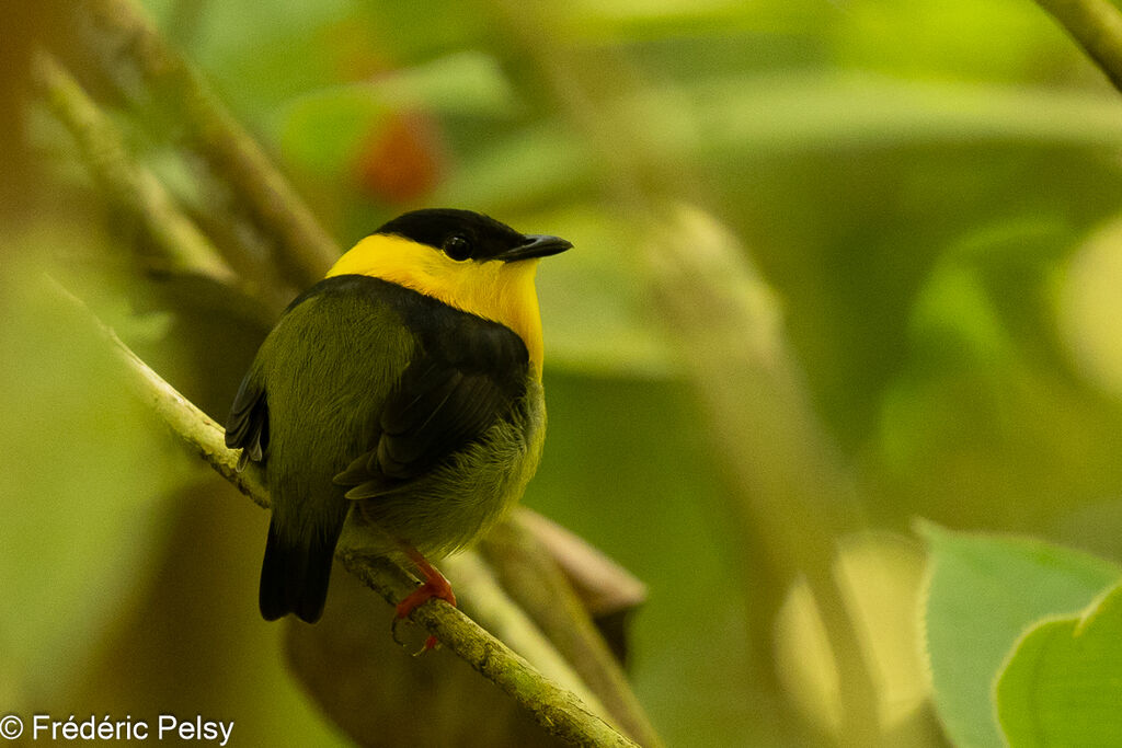 Golden-collared Manakin male