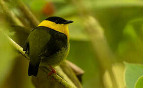 Golden-collared Manakin