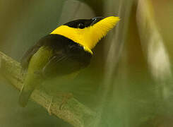 Golden-collared Manakin