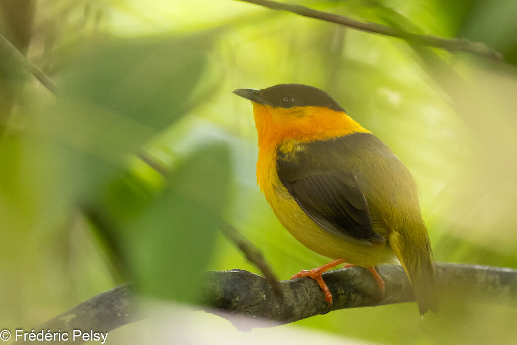 Manakin à col orange mâle