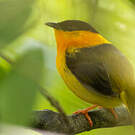 Manakin à col orange