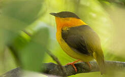 Manakin à col orange