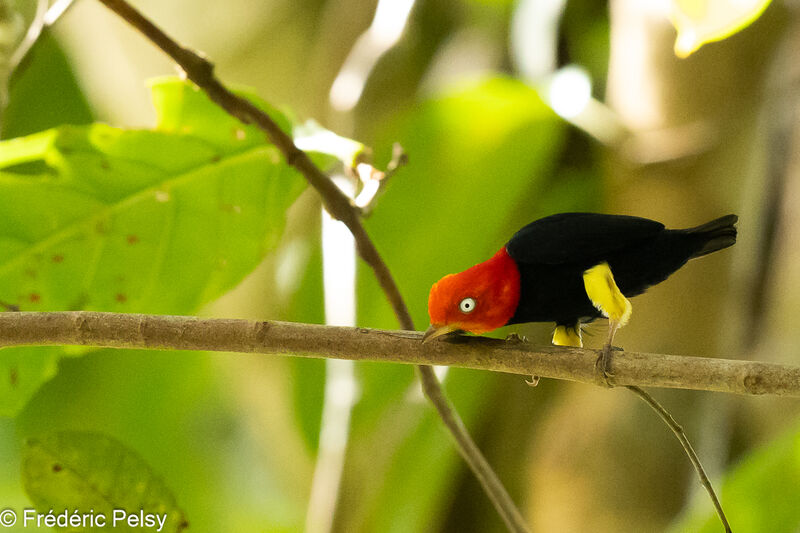 Red-capped Manakin male, courting display