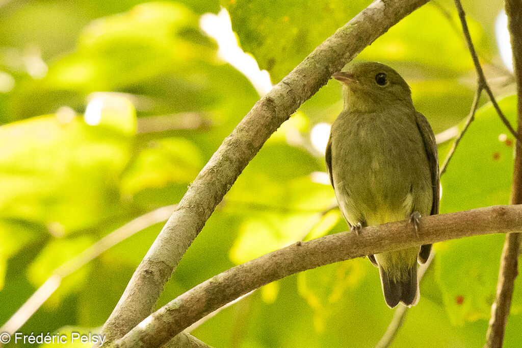 Red-capped Manakin female