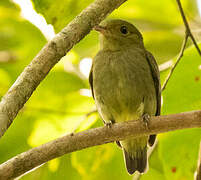 Red-capped Manakin