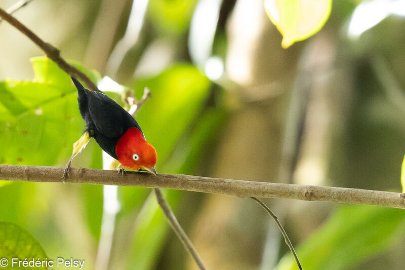 Red-capped Manakin male, courting display