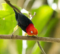 Red-capped Manakin