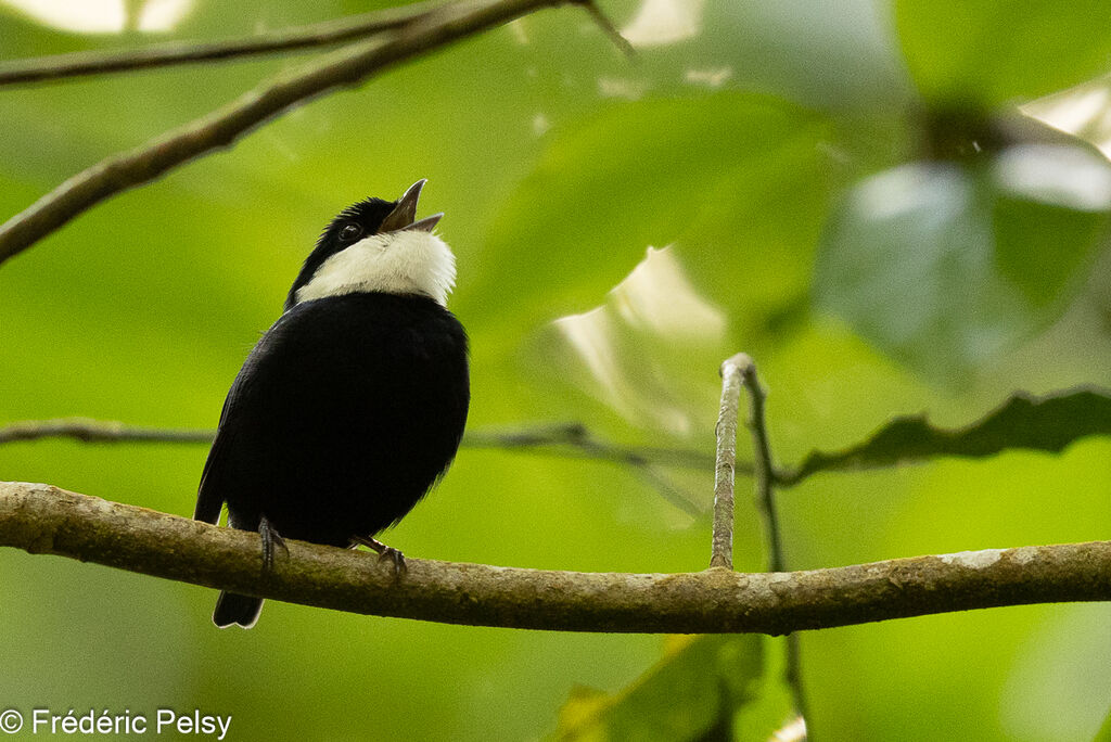 White-ruffed Manakin male