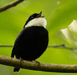 Manakin à fraise