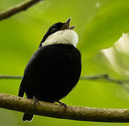 White-ruffed Manakin