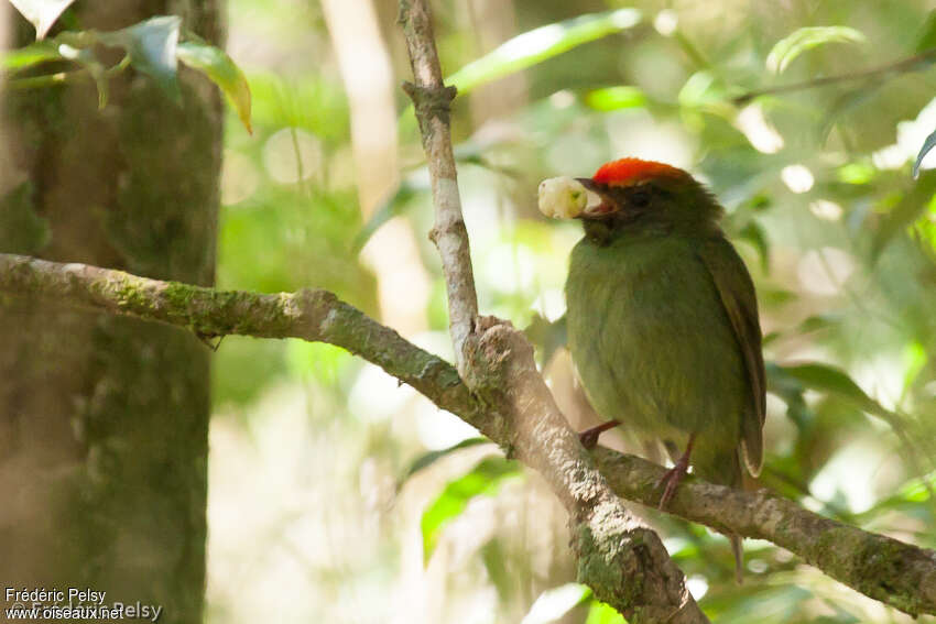 Manakin à longue queue mâle immature, mange