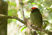 Manakin à longue queue