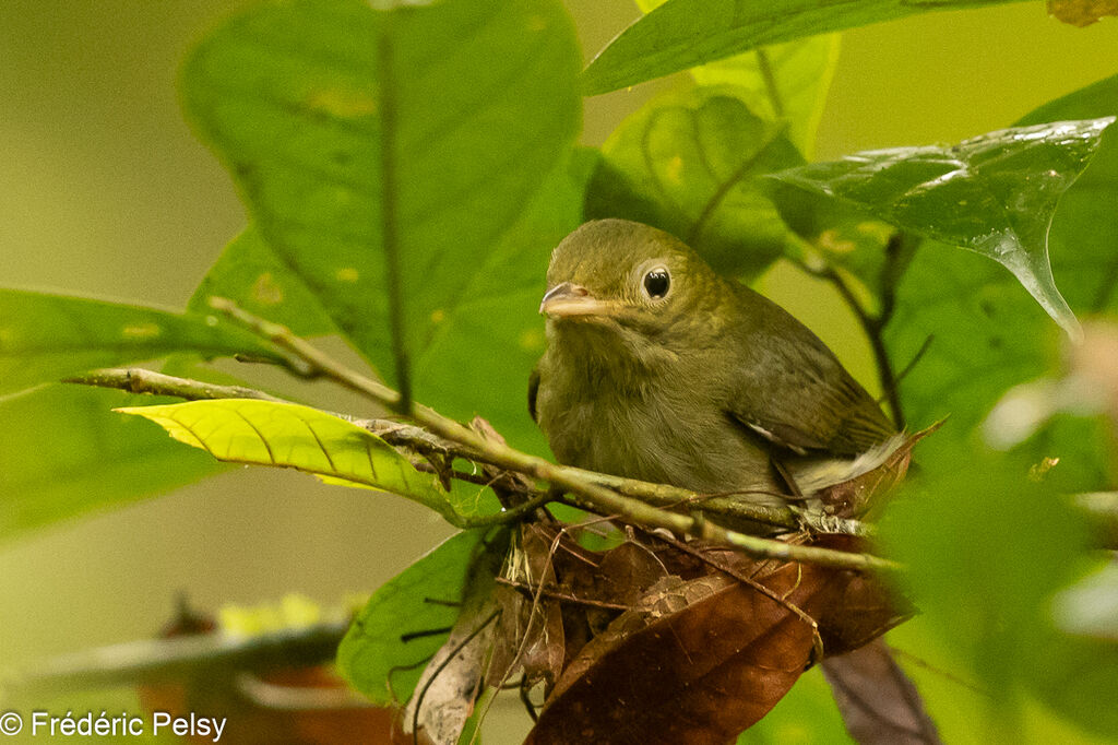 Golden-headed Manakin female, Reproduction-nesting