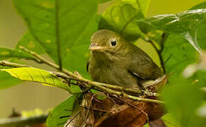 Golden-headed Manakin